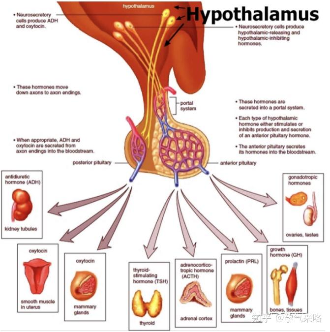 排卵障碍这样做成功找对病因解救被困卵子