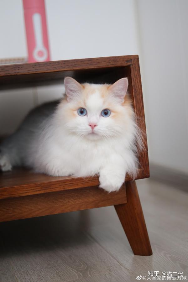 布偶猫介绍之颜色篇