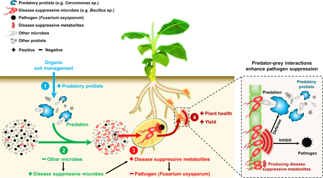 有机肥和化肥处理对枯萎病发病率和香蕉产量的影响和潜在驱动因素植物