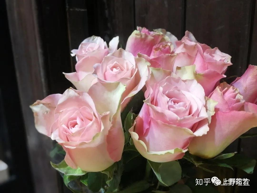 玫瑰之恋图片素材-编号05044746-图行天下