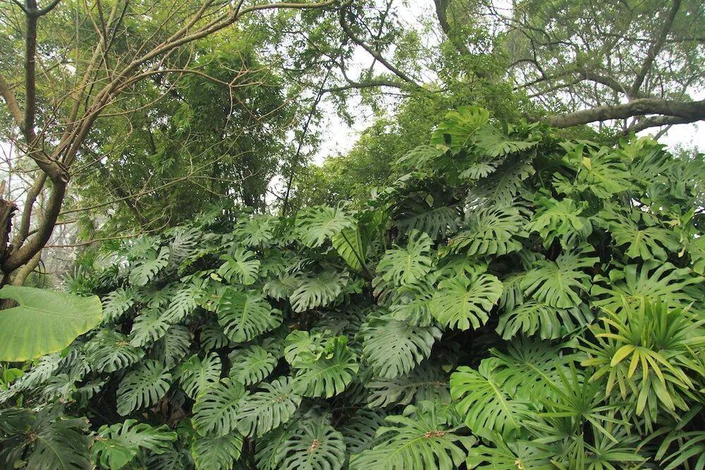 龟背竹的鉴赏分类以及栽培养护特点 - 知乎