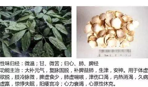 500余种中草药图  第382张