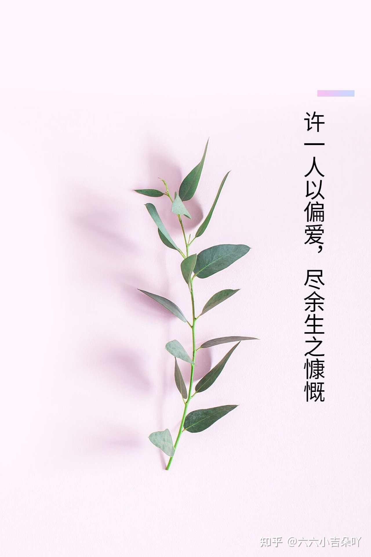 许一人以偏爱尽余生之慷慨