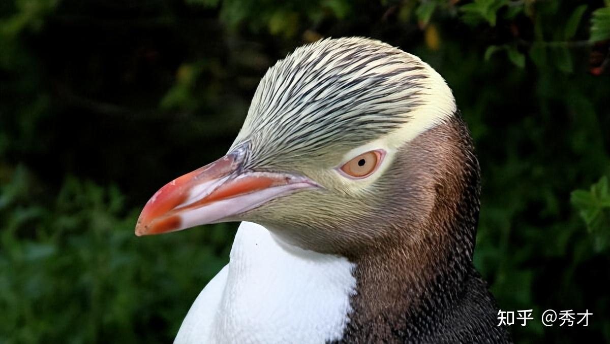 世界上最珍稀的独居萌企鹅！外表冷酷帅，内心超社恐- 知乎