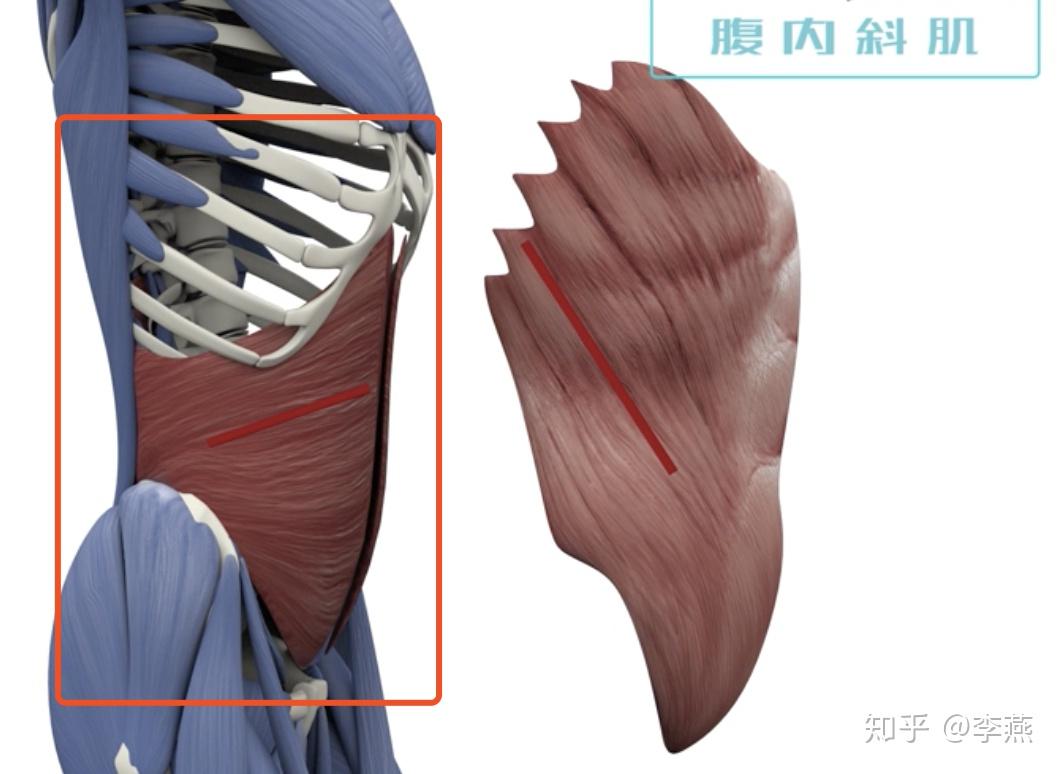 腹部肌肉结构原理腹部肌肉主要有腹直肌,腹外斜肌,腹内斜肌和腹横肌