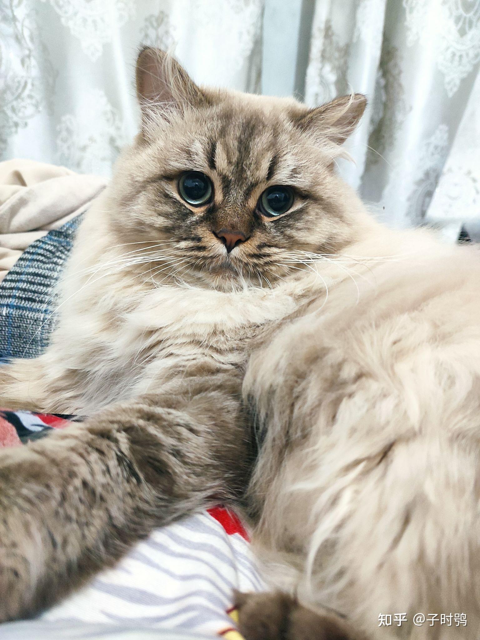 拥有一只常见品种的不常见花色的猫是什么体验?