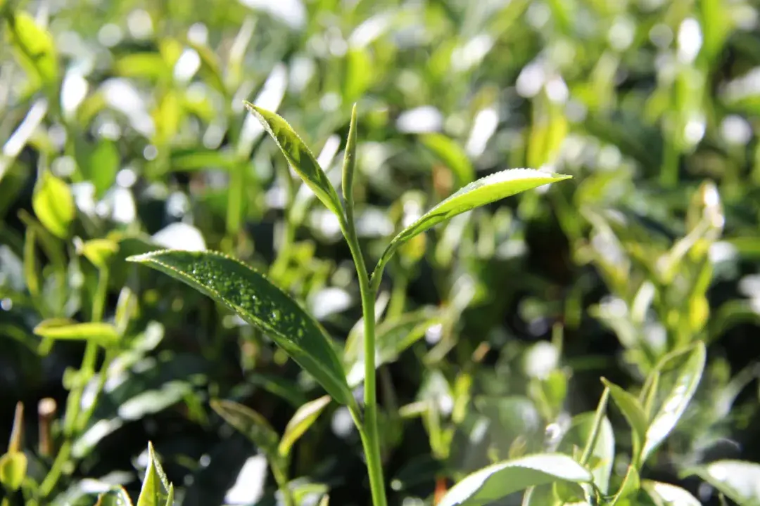 茶葉質量,取決於鮮葉和製茶技術.其中鮮葉,更是決定烏龍茶品質的基礎.