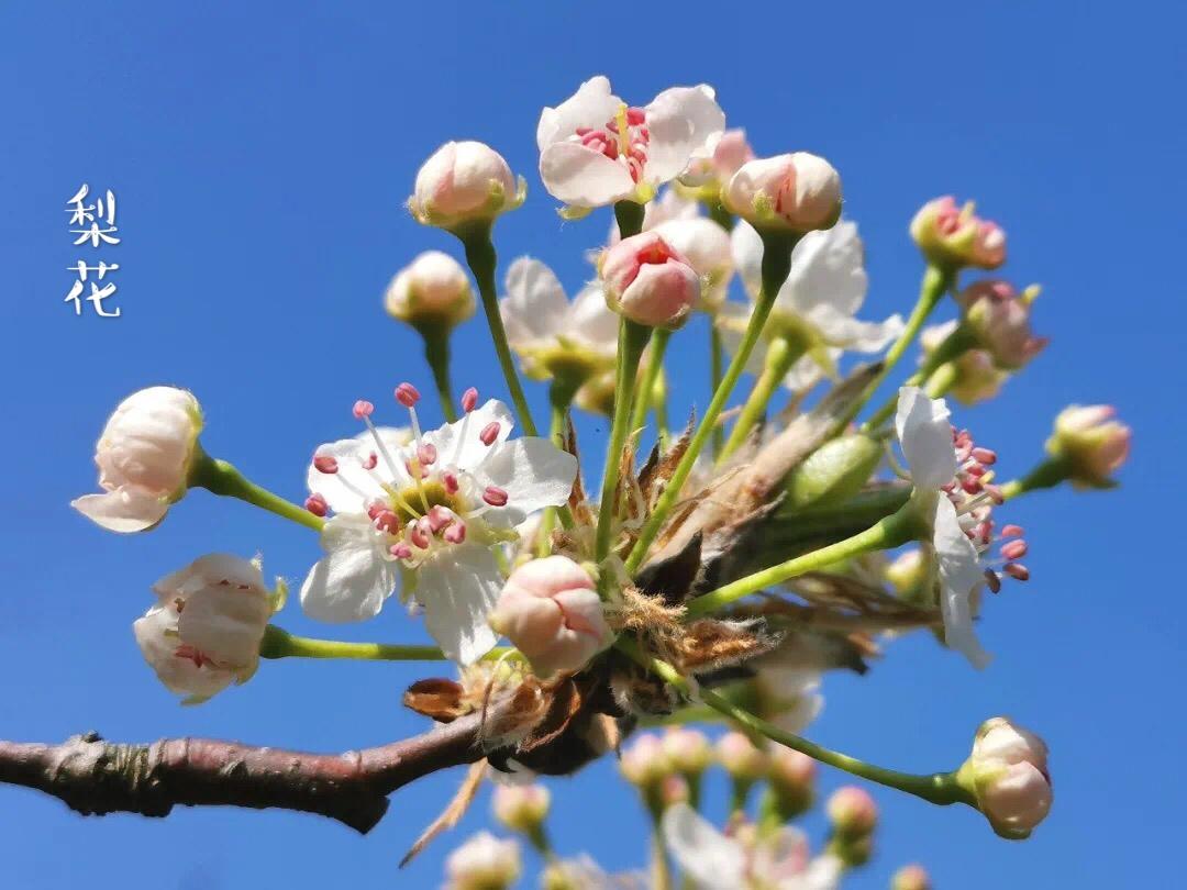每日一花 梨花 知乎 每日一花 梨花 知乎