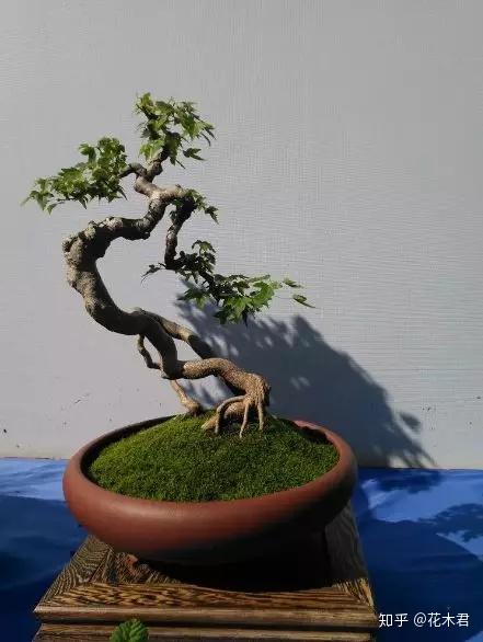 鬼斧神工赏盆景之八曲干式盆景