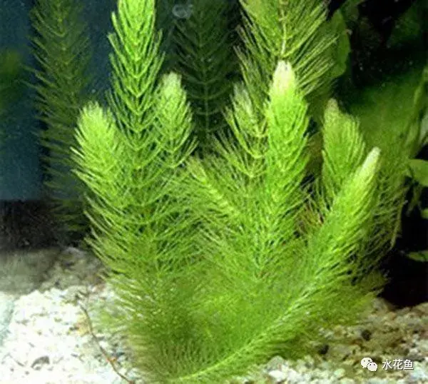 水草种类及栽培水草是虾蟹的良好饵料水质净化和景观功能超强还是水生