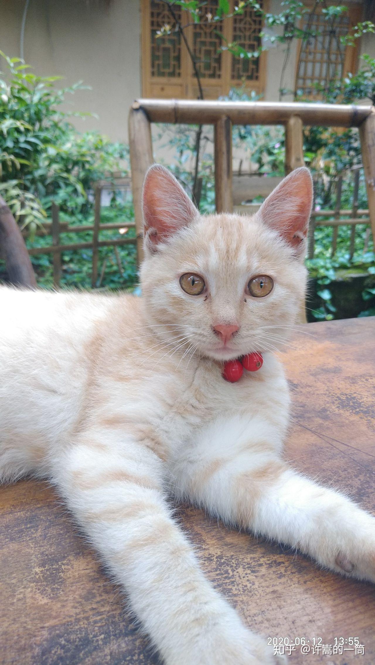 土猫(田园猫)真的没品种猫好看吗?