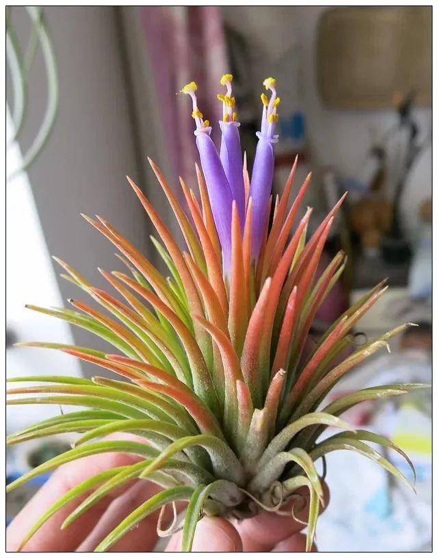 空气凤梨养护全攻略