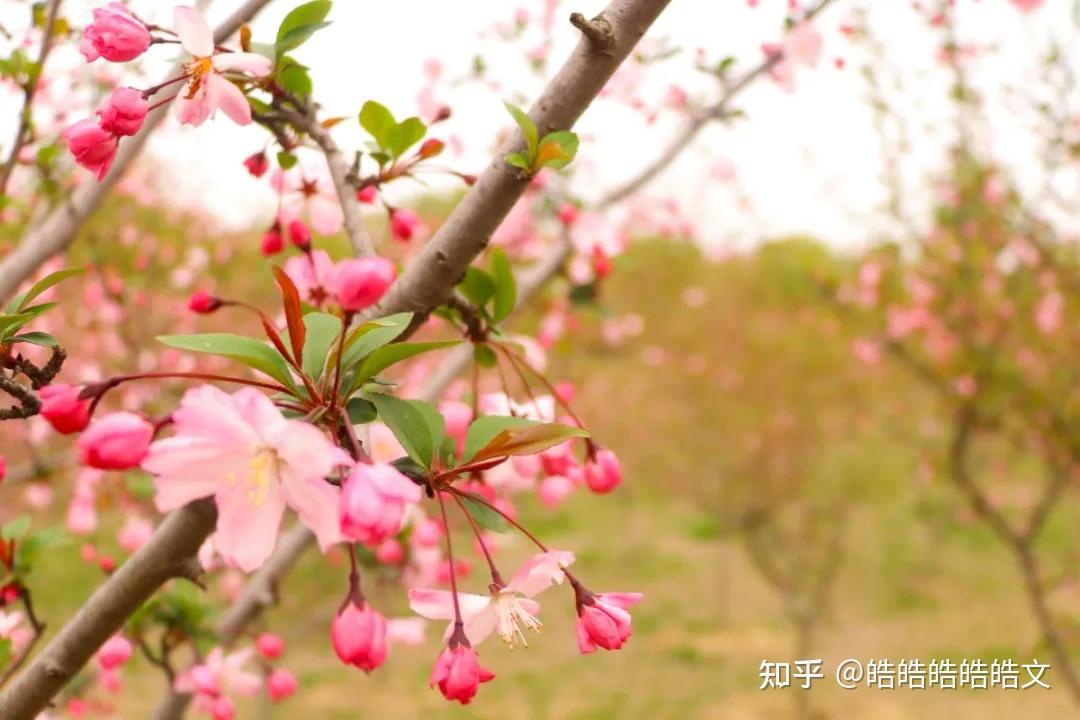 石淙蚕花图片