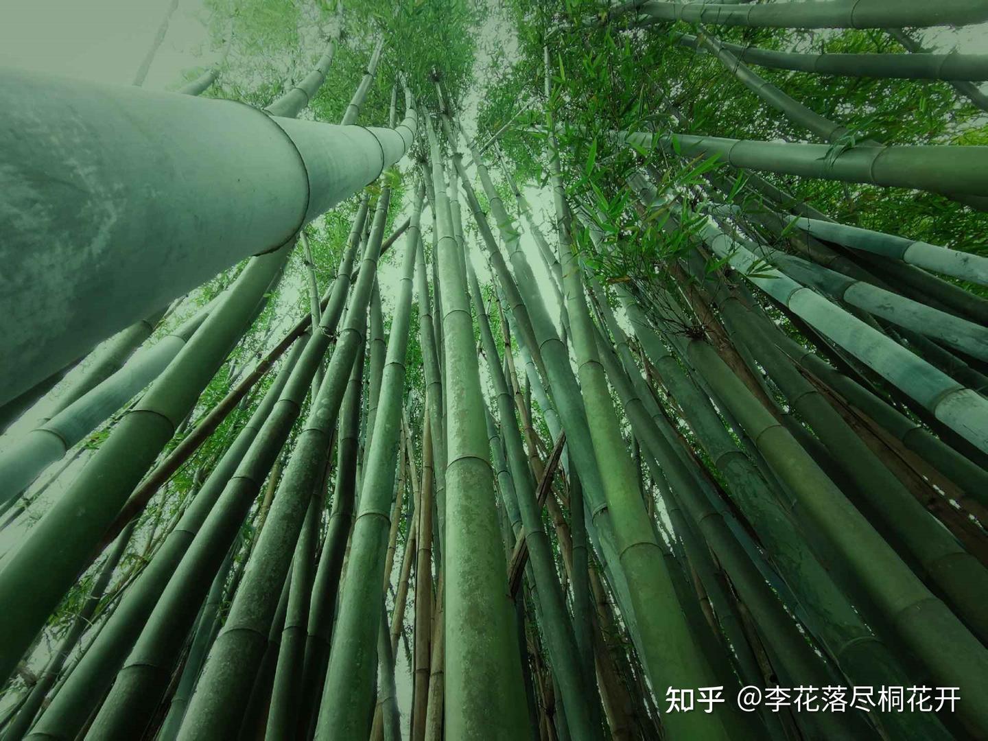 我宣布,这可能是竹材行业里名称最长的单位了…… - 知乎