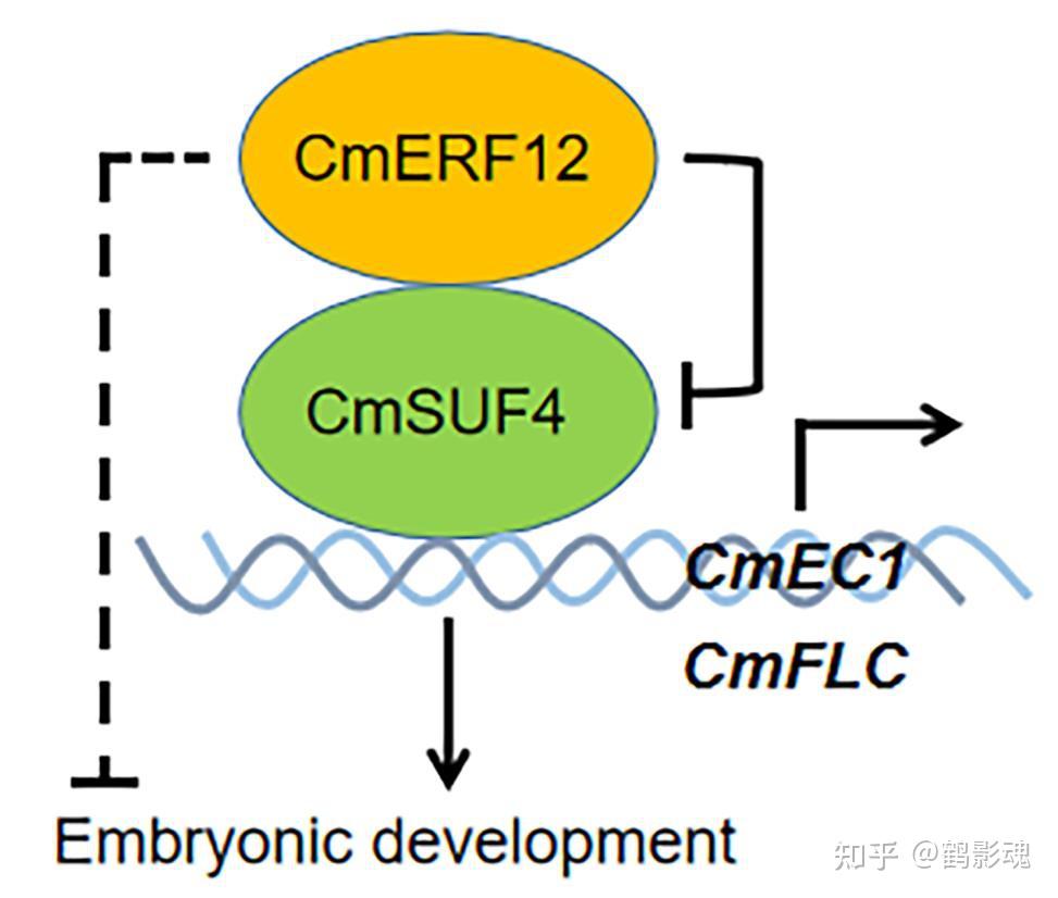 jxb︱南京农业大学滕年军教授团队揭示植物远缘杂交中胚胎败育的分子