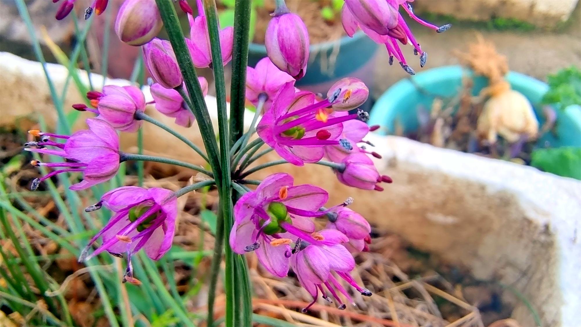 美丽吉安之赏花系列:初冬时节 藠头花开