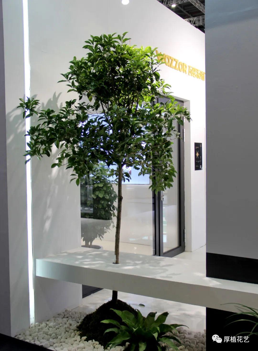 在家具品牌馆还精心设计了几处茂盛的"小森林"搭配白,橘黄墙体色调