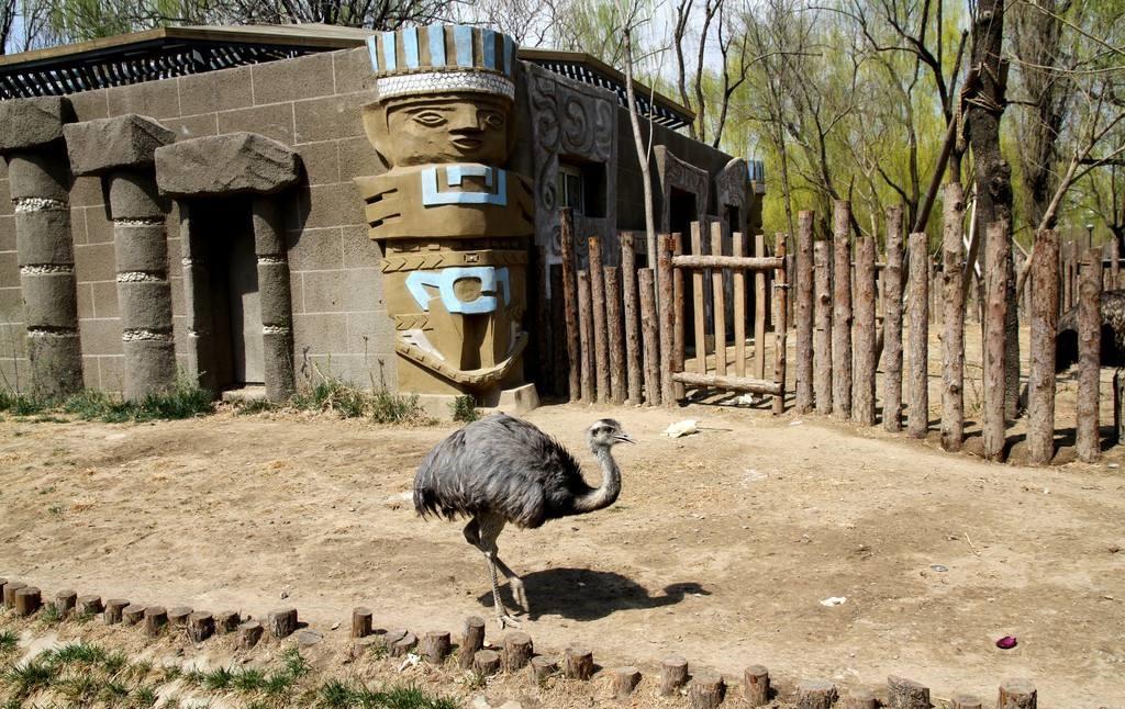 动物园的鸵鸟又跑出来了黄小喵学专业带教5重点带教工具