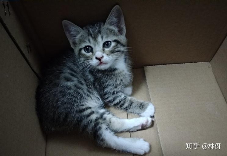 养猫记17冬菇一家子