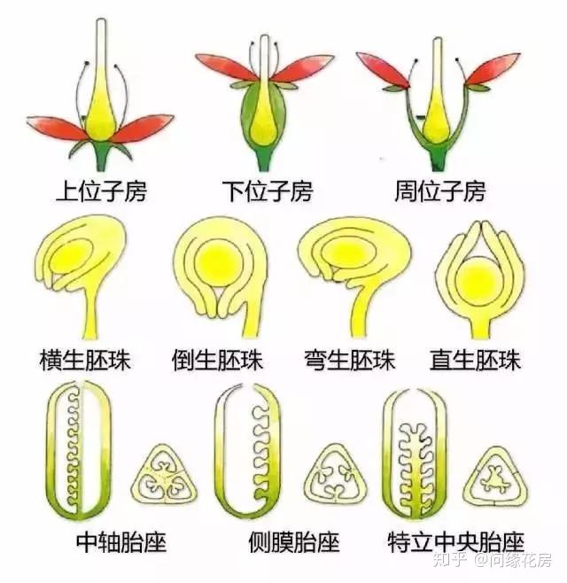 最全的植物形态图解 ,让你轻松认识所有植物! - 知乎