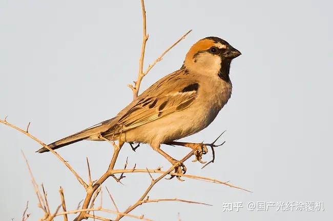 沙漠生活的鸟 v2-32d45746536b2cedb80c695aa4502d5d_r.jpg