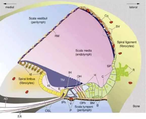 一图教你读懂大前庭导水管的解剖及生理