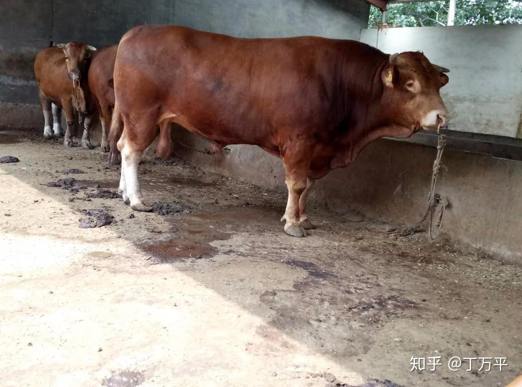 养牛失败的几大原因分析太透彻了