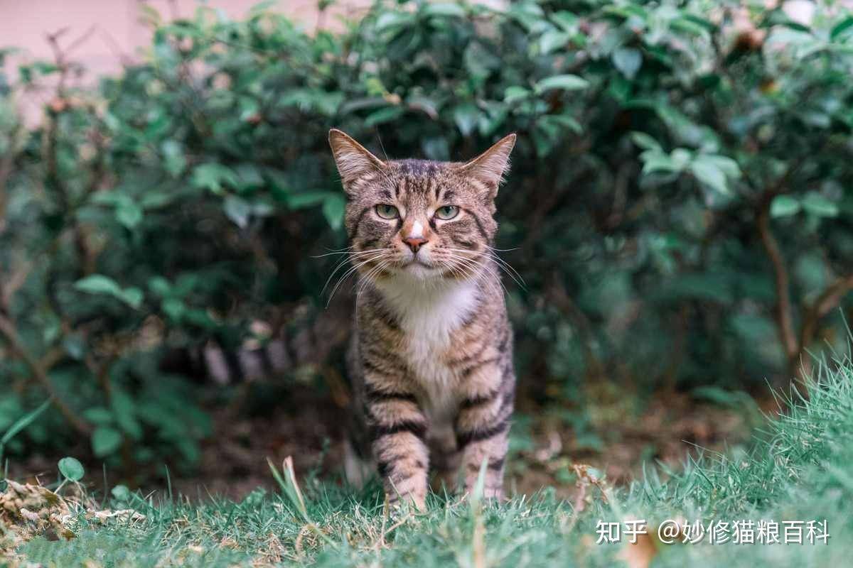 养“土猫”好还是“宠物猫”好?实不相瞒,更推荐你养土猫 - 知乎