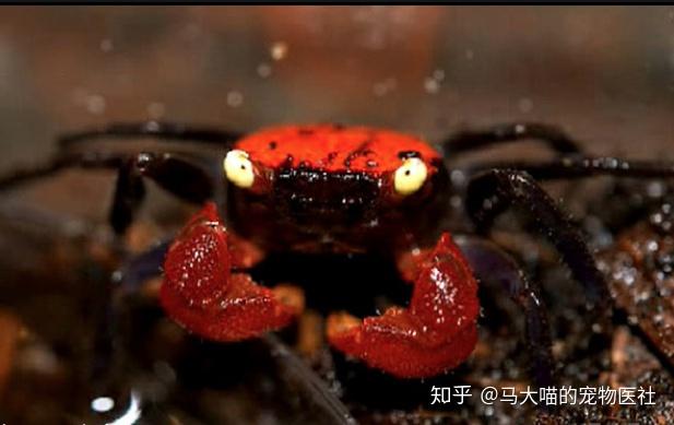 拿恶魔蟹当宠物,你就是这条街最靓的仔! - 知乎