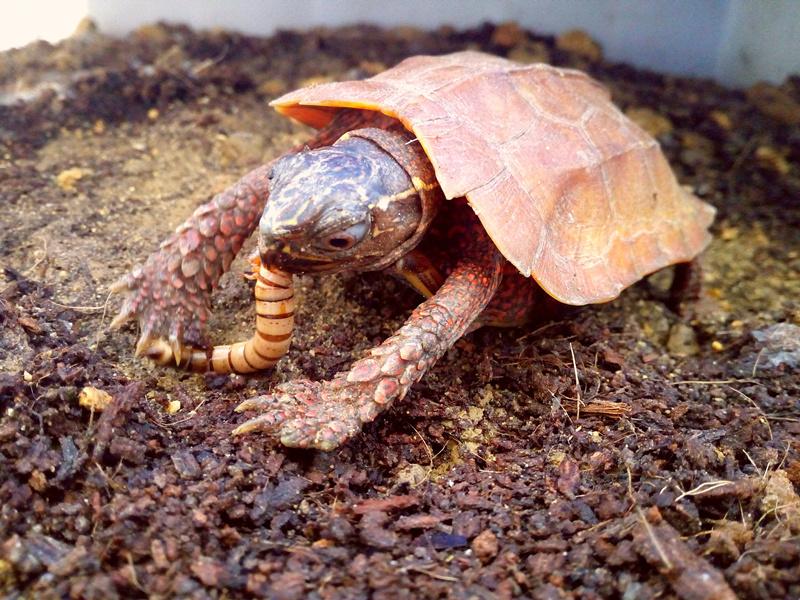 四种下山龟常见消化道问题及处理方法纯干货