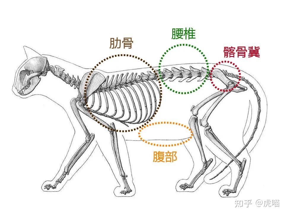 猫咪也有完美曲线?体重标准bcs认识下