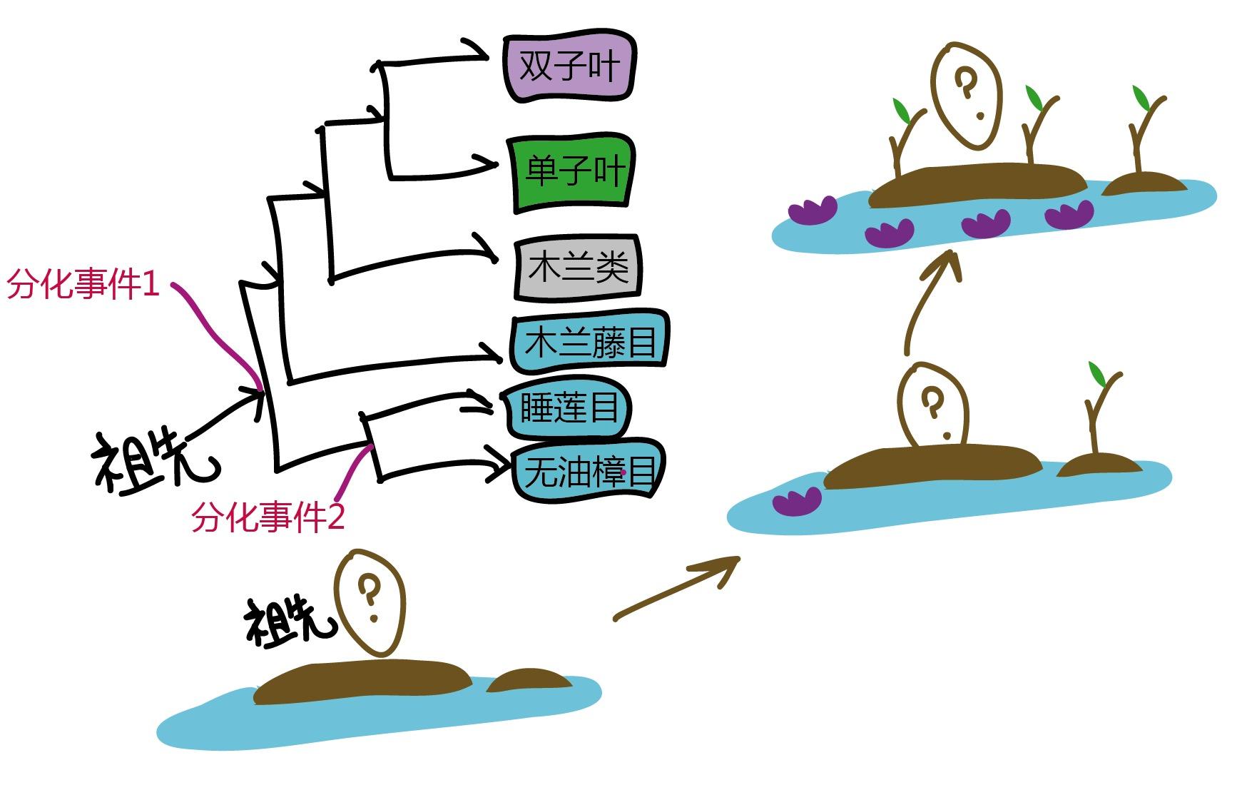 揭秘被子植物的“高调”先驱:睡莲基因组 - 知乎