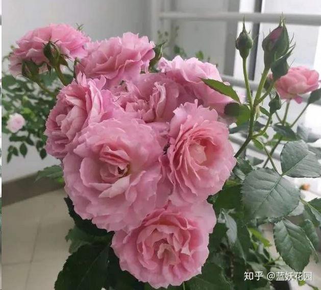 如何修剪月季盲芽 v2-330579464e3cffd79821e3ae20978fbd_r.jpg