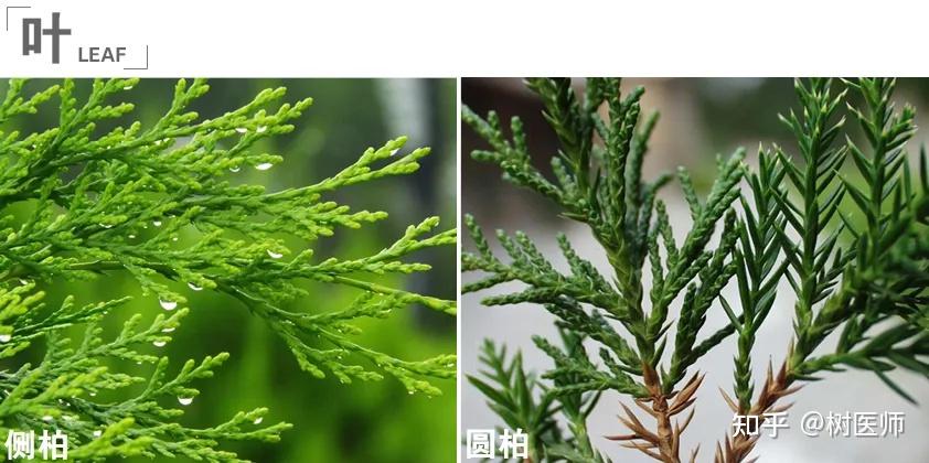 干货 | 易混淆的景观植物 - 知乎