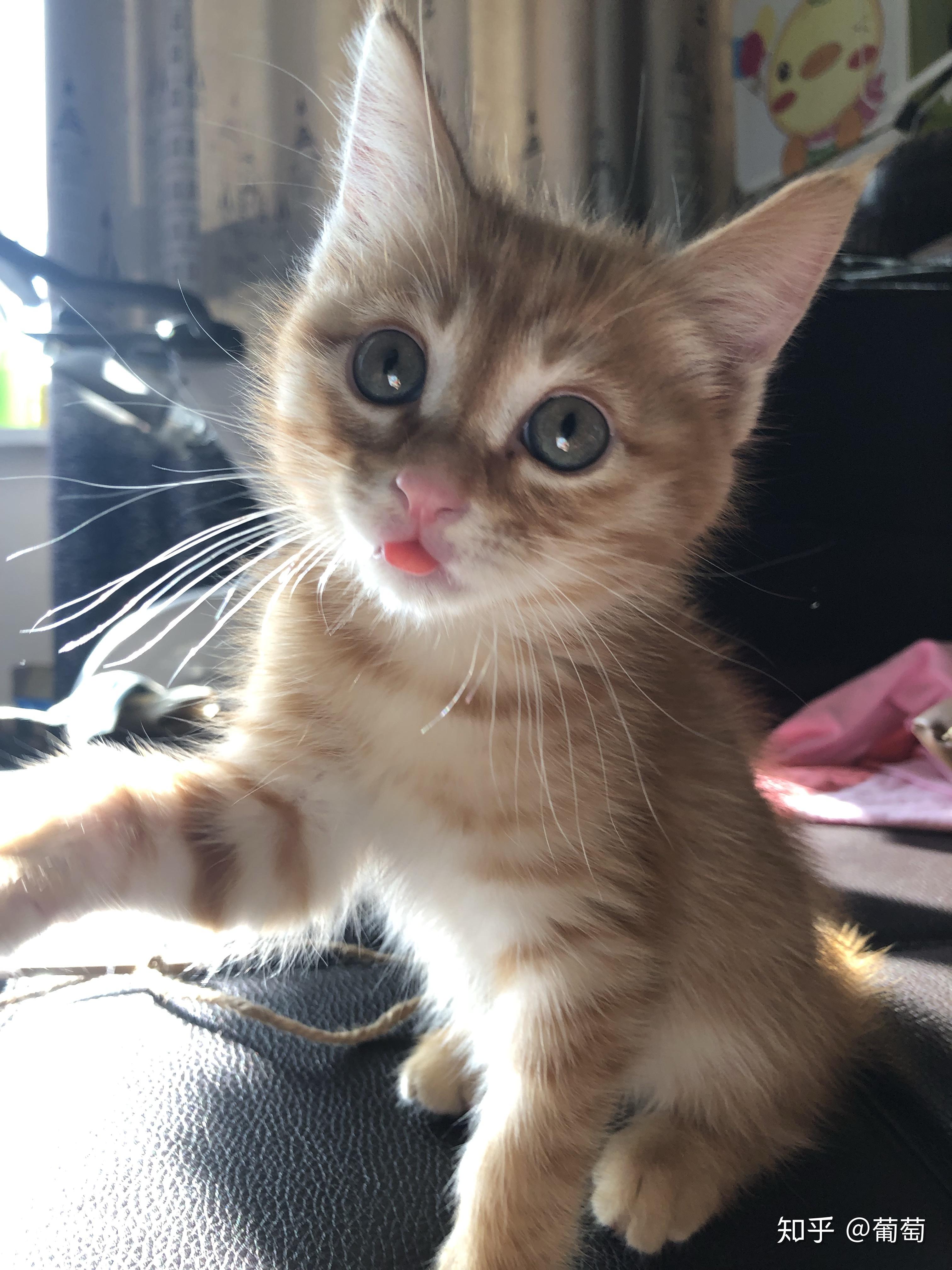 从新疆到武汉的最美田园橘猫,不服来战! - 知乎