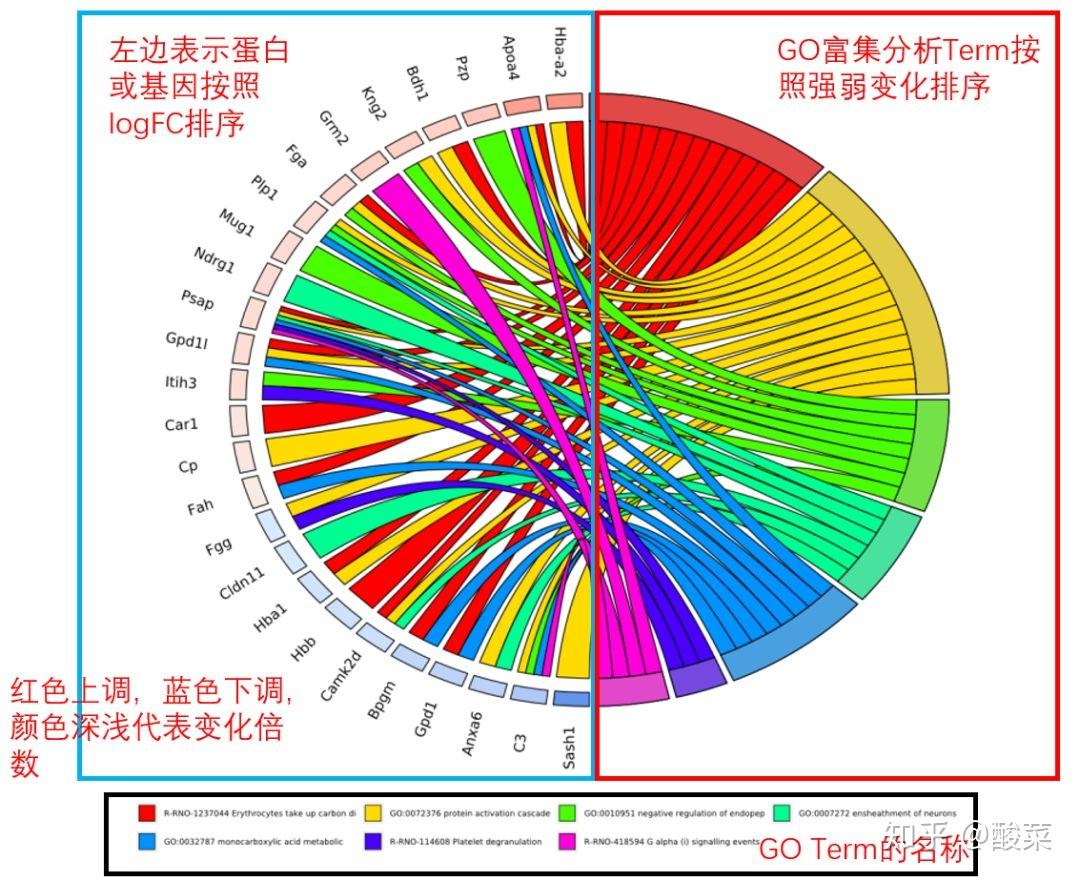 无代码绘制生信美图之GO富集弦图！ - 知乎