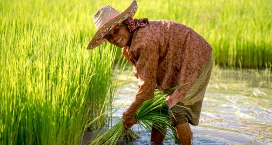 细数世界各国的特色农业与资源禀赋(二"东南亚粮仓"泰国