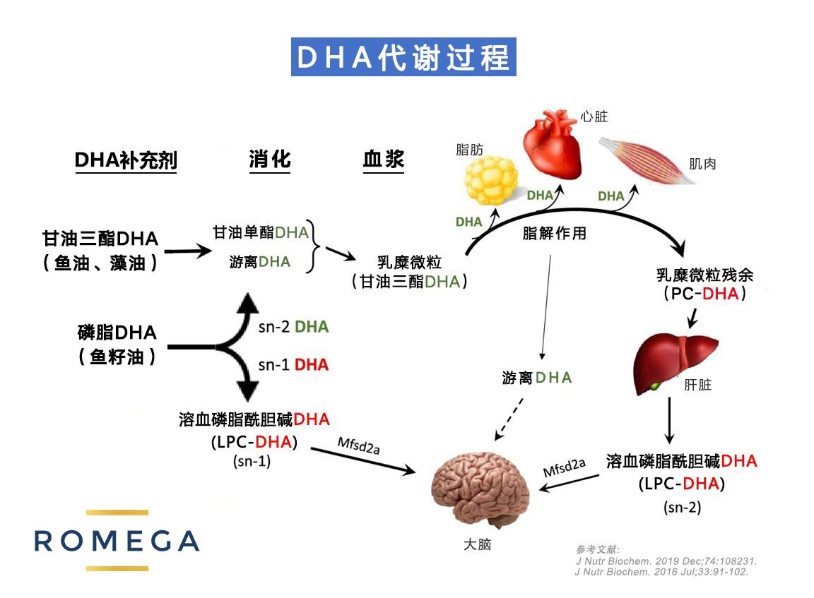 图 | 磷脂omega-3通过mfsd2a转运蛋白进入大脑的代谢过程关注关于广东
