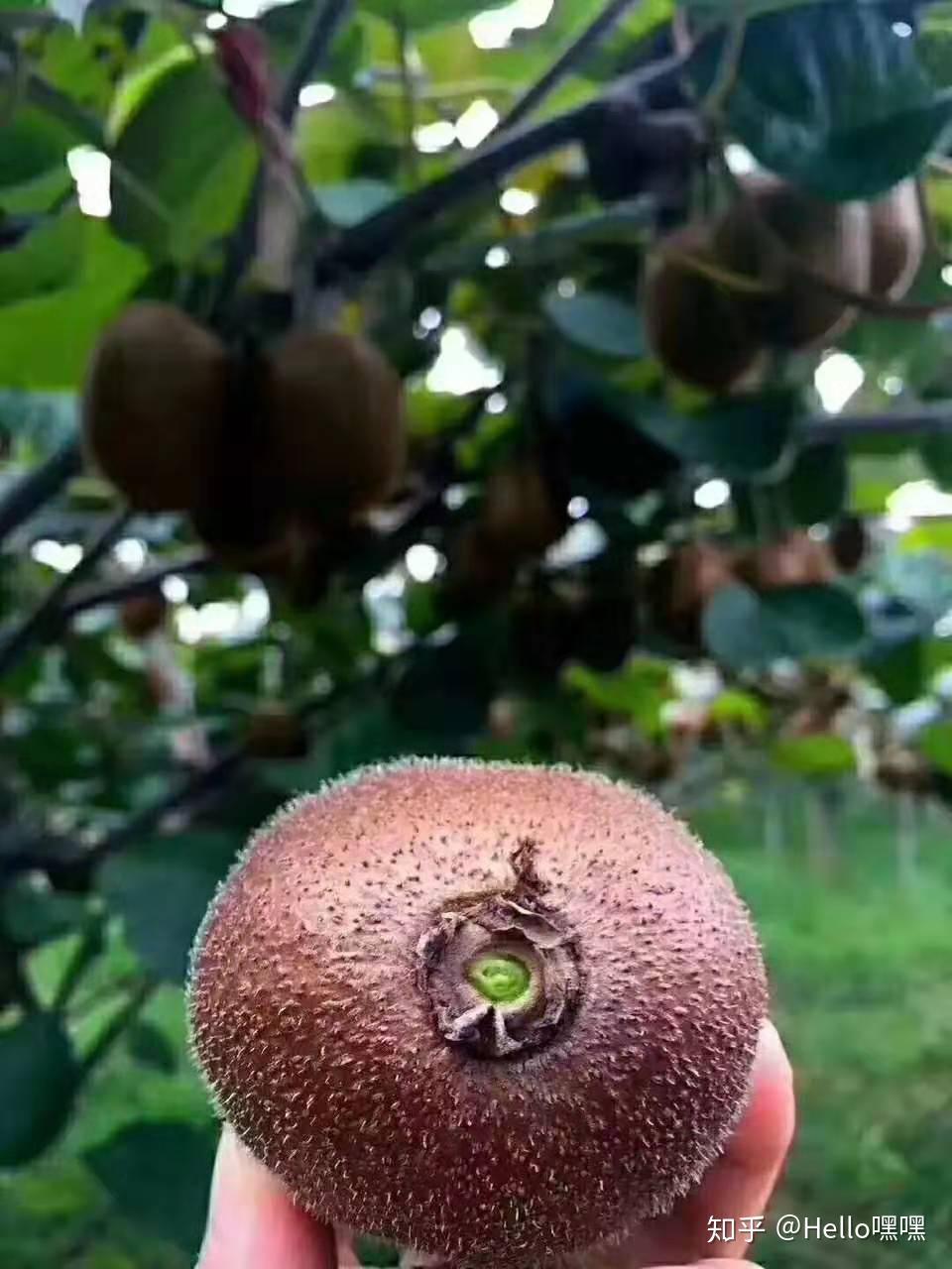 简单介绍下徐香猕猴桃Kiwifruit - 知乎
