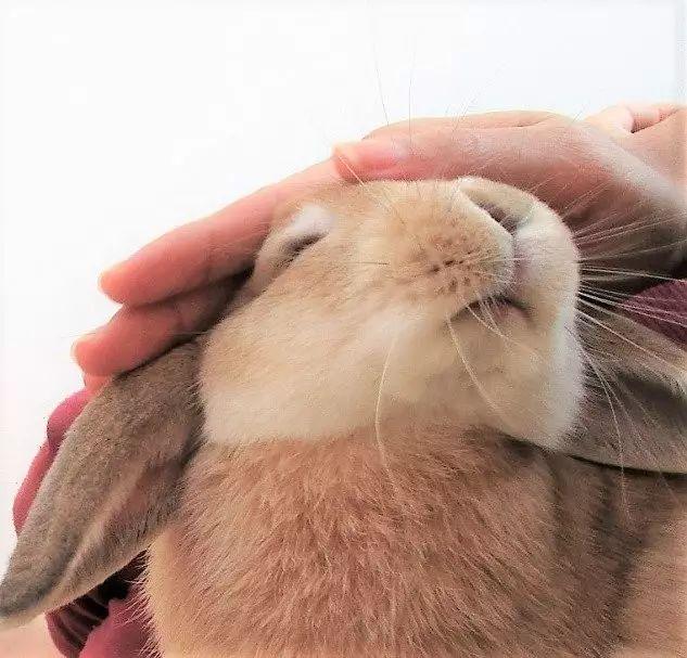 简直不要太乖啊~有一只日本小兔几萌坏了网友们近来在twitter上(id