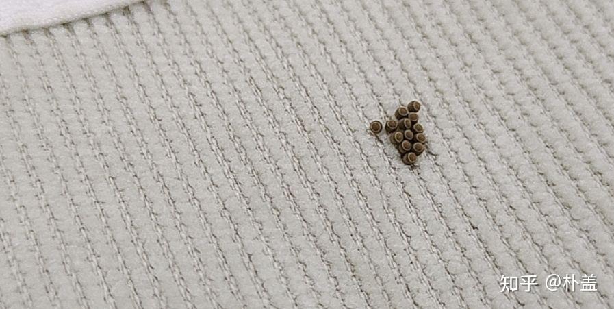 发现衣服上好像虫卵的东西 求问是什么东西? - 知乎