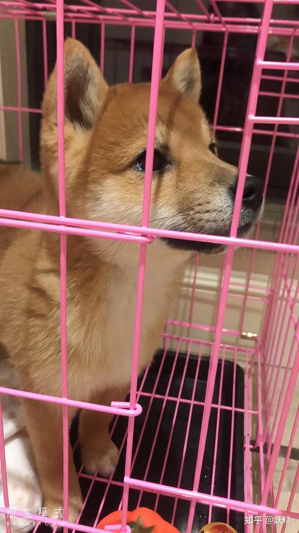 小柴犬成长过程 知乎 8098