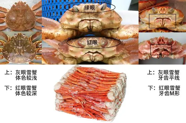 蟹考记（七）：全球常见食用蟹图鉴——蜘蛛蟹总科、虎头蟹总科（作者：Zam） - 知乎