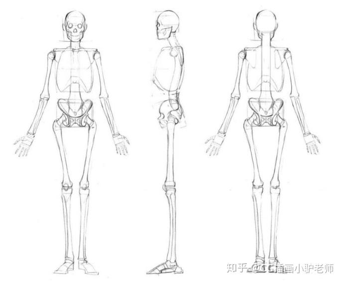 绘画板绘干货想要画好人体你必须要了解人体的骨骼详解二