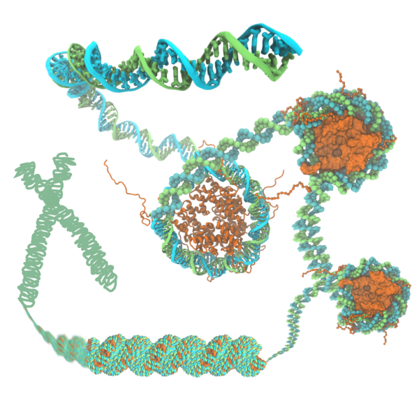 一文读懂染色质可及性及atacseq