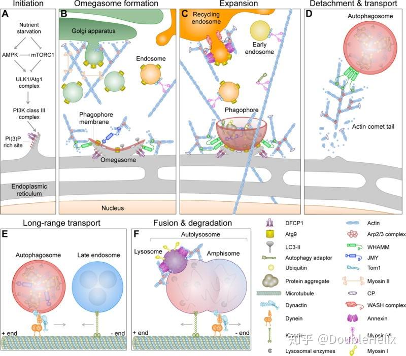 细胞骨架与自噬之间的关系 - 知乎