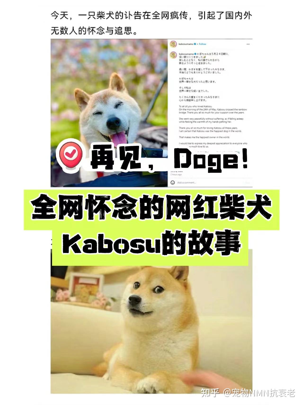 92再见,doge!全网怀念的网红柴犬kabosu的故事95