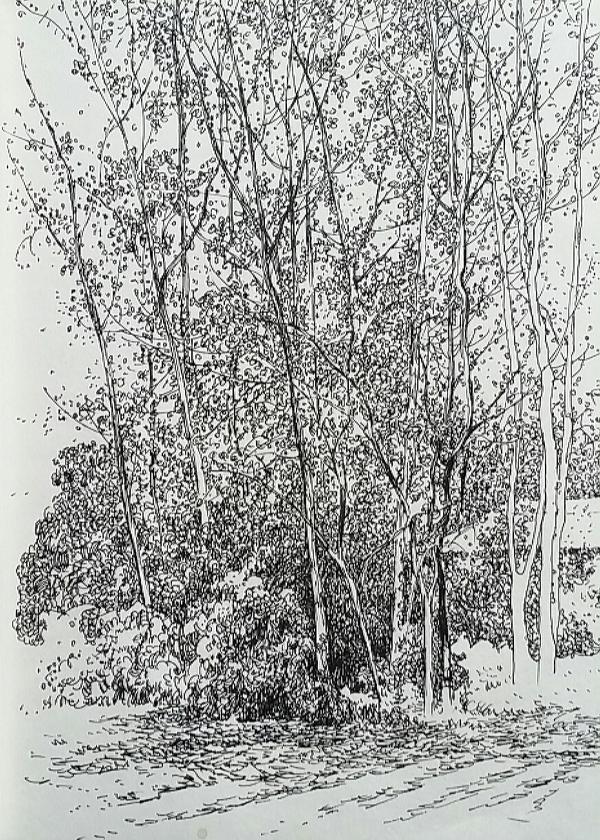 银杏树怎么画速写,银杏树怎么画简笔画,银杏树画速写_大山谷图库