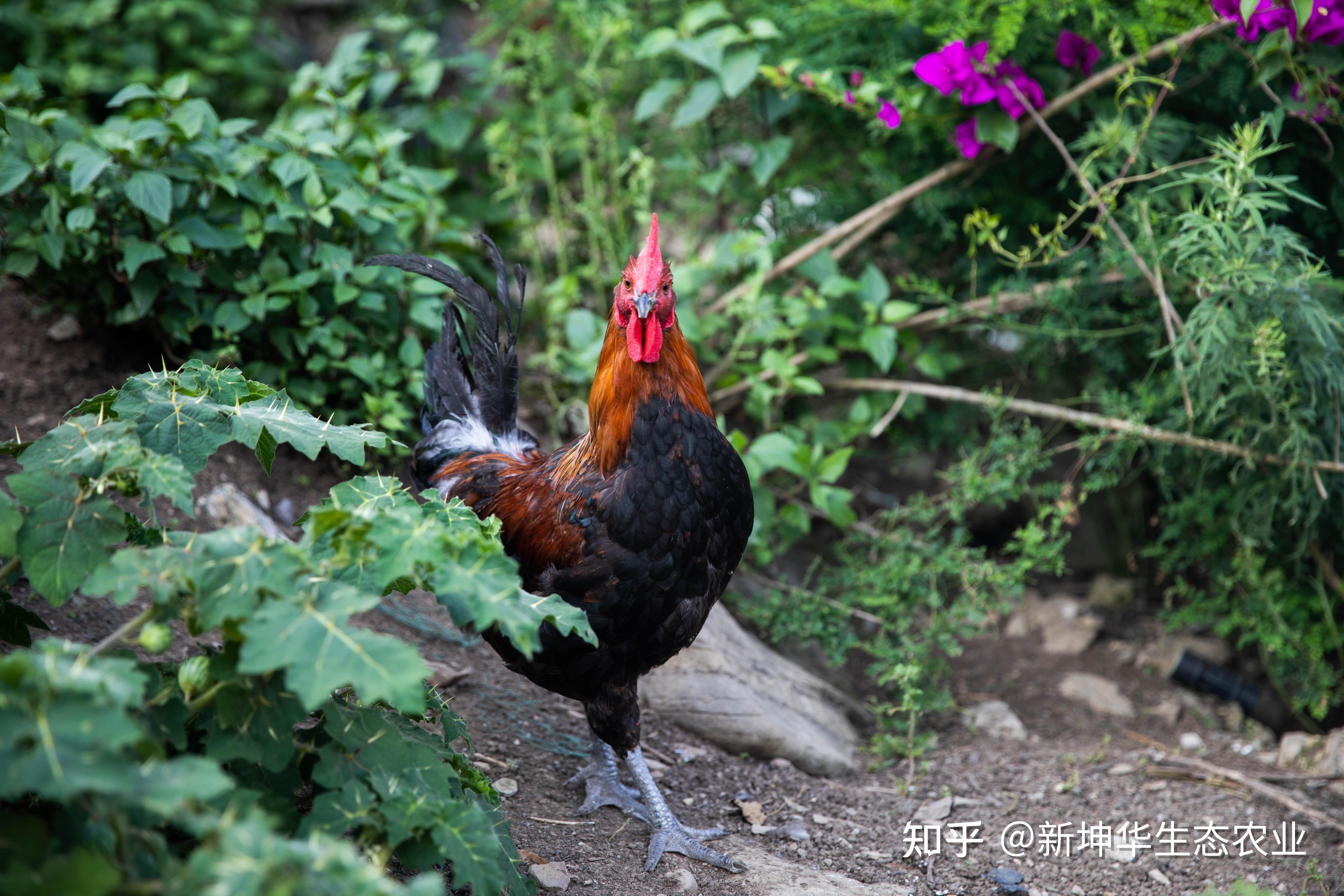 舌尖盛宴贵州辣子鸡