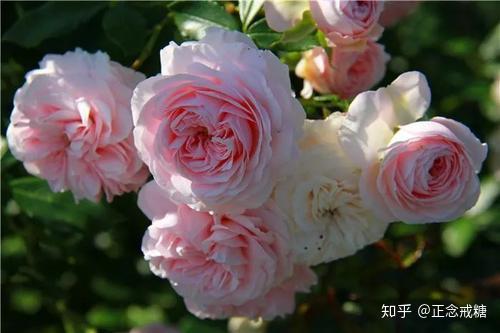 怎么种植月季 v2-334b4abec565c84889a2411180b86385_r.jpg